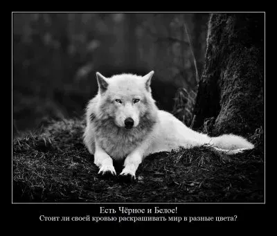 Дмитрий Орлов: Изнанка Евромайдана