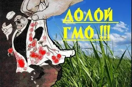 Причиной неурожая в Сибири стали… ГМO