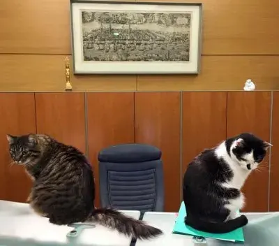 Почему коты Риги не знают латышского?