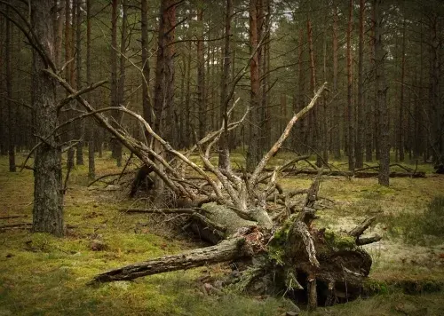 Проводы Лешего: можно ли ходить в лес 4 октября?