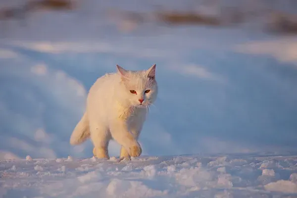 Как кот лису гонял