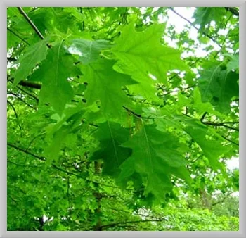 Общение с деревьями...по правилам...