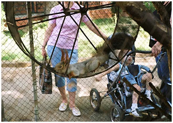 РАЗГОВОР ДВУХ БЕЛОК, Крах системы.