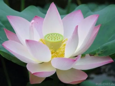 Духовное возрождение