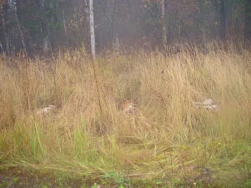 Планета в форме удавки или манипуляции с бесчеловечностью