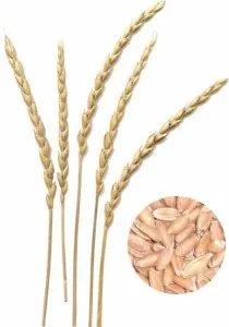 Что такое полба