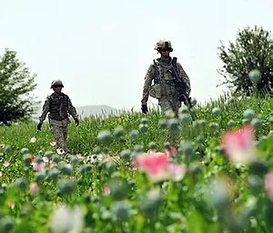 Почему американцы не трогают афганских наркобаронов