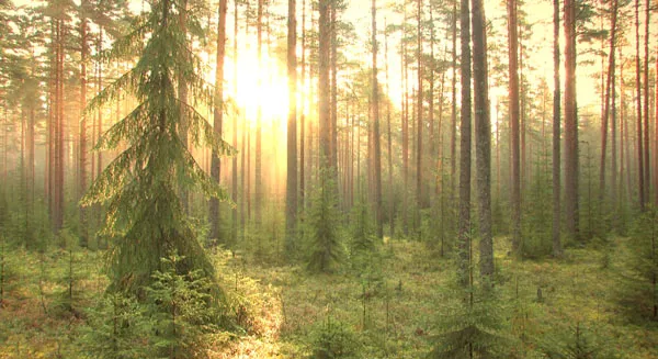 Практическая экопсихология