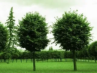 Сила мыслей