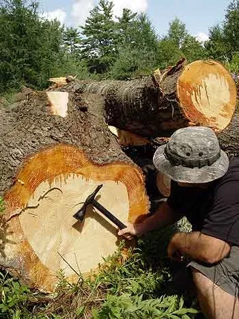 Съедобная сосновая кора