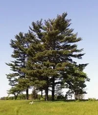 Съедобная сосновая кора