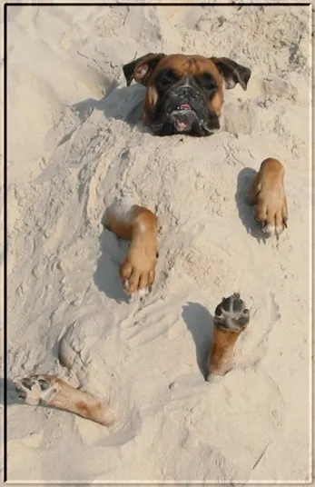 Вот где собака зарыта!