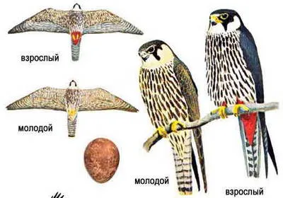 Концепт VIII - Знаки-знаки, шёпот бога