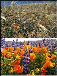 Николай Левашов. Засуха