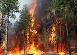 Кто виноват в засухе и пожарах? Глобальное потепление, «климатическое оружие» или мы сами?