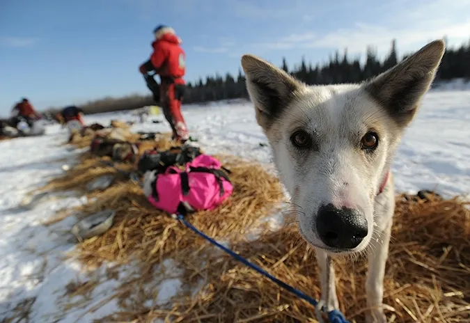 Гонка на выживание