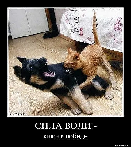Славянские Демотиваторы Часть 5