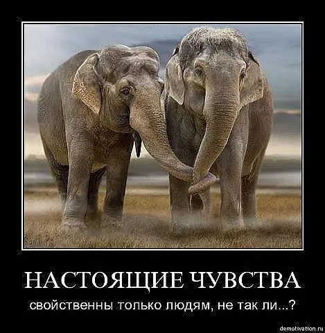 Славянские Демотиваторы Часть 5