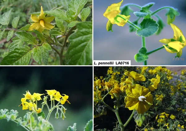 Генетическая несовместимость нарастает по параболе