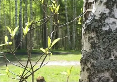 Слава Проснувшимся Ведам (DVDRip)