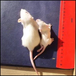 ГМО. История очередного обмана-1