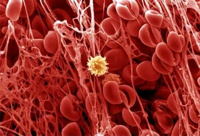 Микромир человека