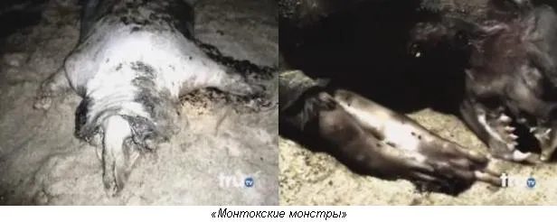 Метастазы Мексиканского залива. Часть 6