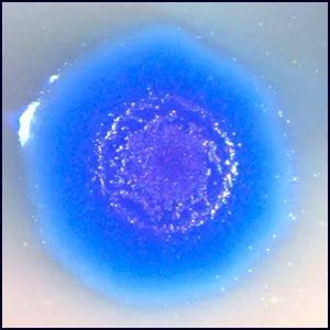 Синяя чума из Мексиканского залива