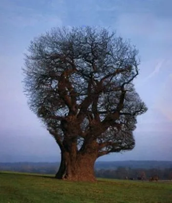 Человек, который сажал деревья