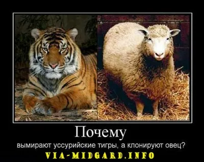 Славянские Демотиваторы Часть 12