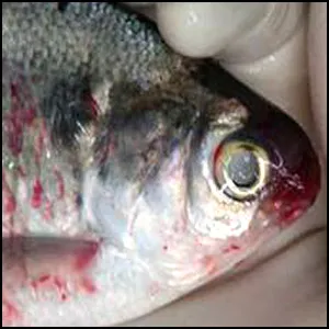 Из Залива начата биологическая война