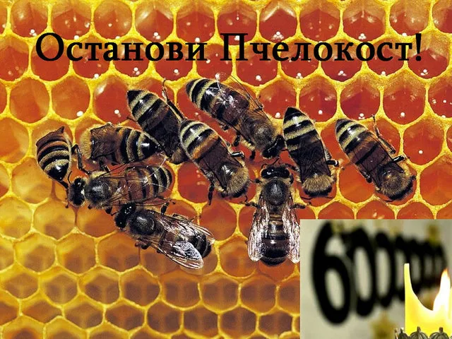 Пчёлокост: Почему погибают пчёлы?