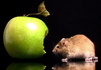 Вегетарианство - оптимальная система питания? (2011) CAMRip