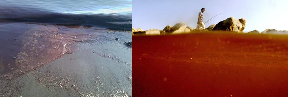 Метастазы Мексиканского залива Часть 8