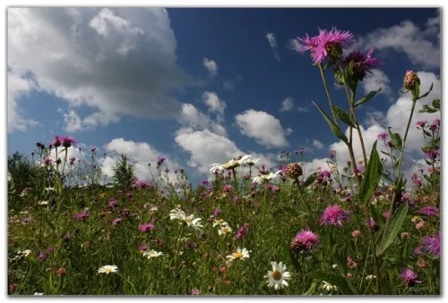 Здрава. Целебные сборы из плодов и трав.