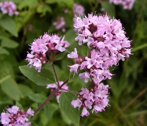 Здрава. Целебные сборы из плодов и трав.