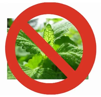 До 30 апреля еще можно остановить ЗАПРЕТ!!! НА ЛЕКАРСТВЕННЫЕ РАСТЕНИЯ В ЕВРОПЕ!