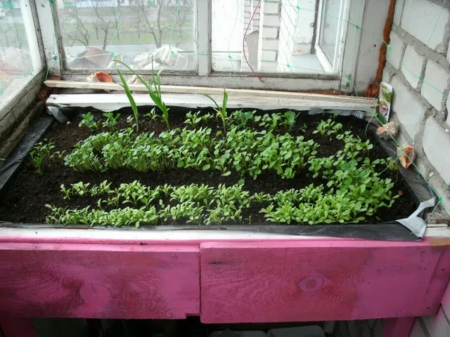 Грядка на балконе.