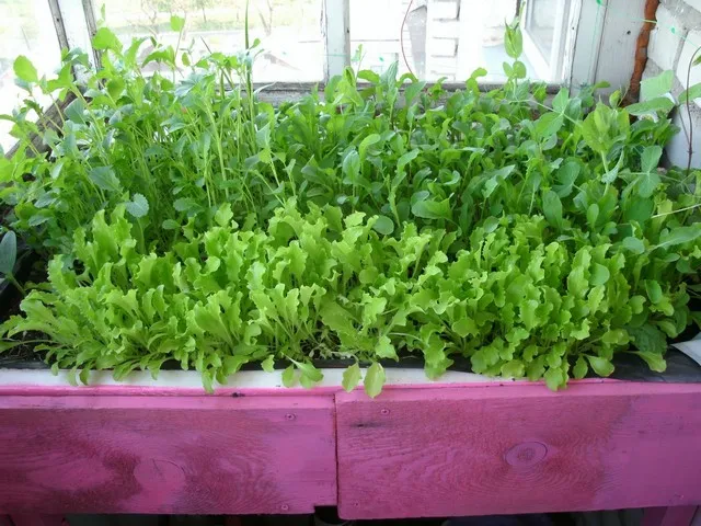 Грядка на балконе.