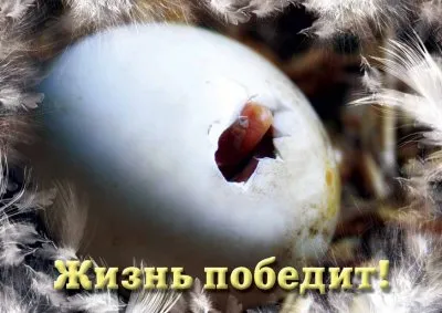 Пропаганда левашовцев