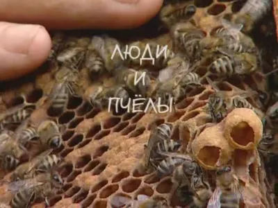 ЛЮДИ И ПЧЁЛЫ