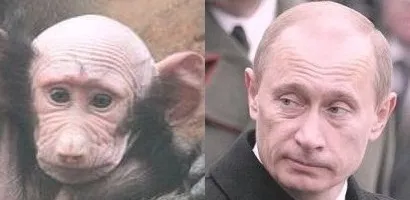 Лже-портье – C кем воюет Альфа-павиан?