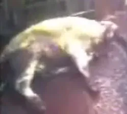 Иудейские зверства