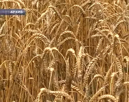 Нано модернизация. Элеваторы. Подготовка голода.