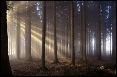 Лес- это жизнь!