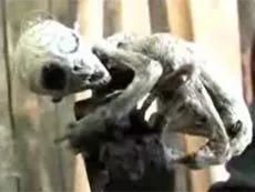 Пришельцы отомстили за смерть своего детеныша