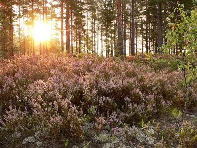 Секреты Дебрянских трав от Родослава Колосветова