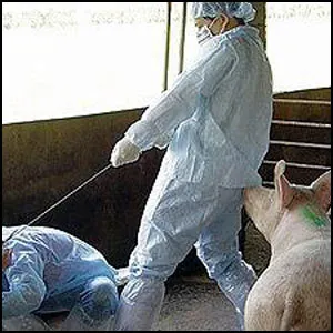 Ещё раз об афёре со свиным гриппом