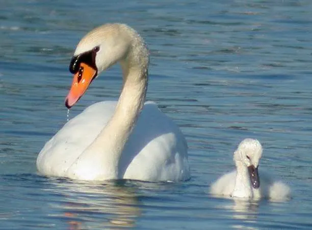 Ожившие русские сказки