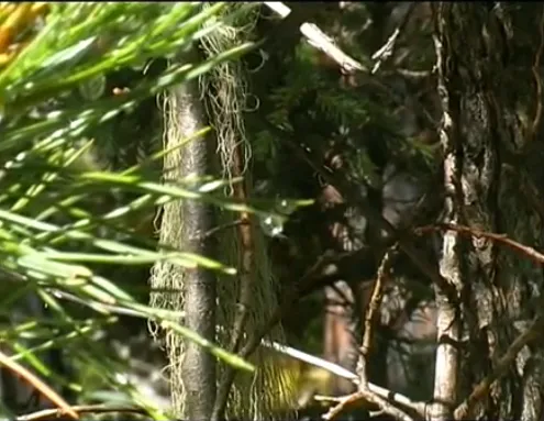 Алтай - горная симфония 2007 г.